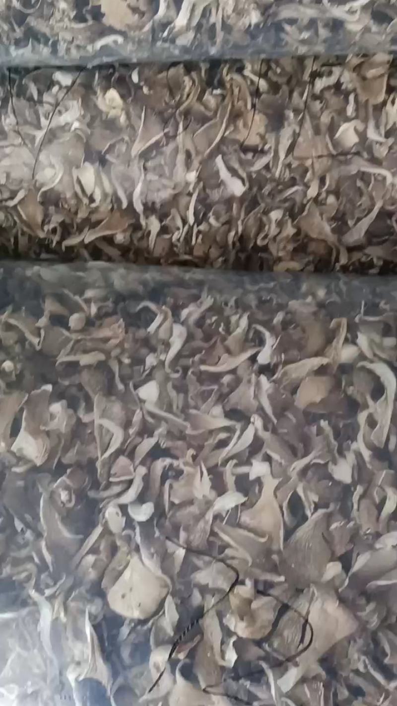 干平菇，食用菌，自然晾干，烘干，品种齐全