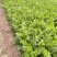 【芹菜】河南西芹小芹菜基地大量供应品质保证，口感好