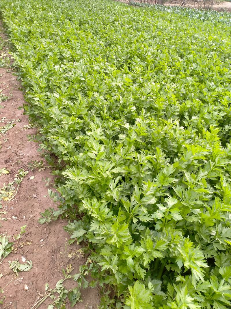 【芹菜】河南西芹小芹菜基地大量供应品质保证，口感好