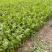 【芹菜】河南西芹小芹菜基地大量供应品质保证，口感好