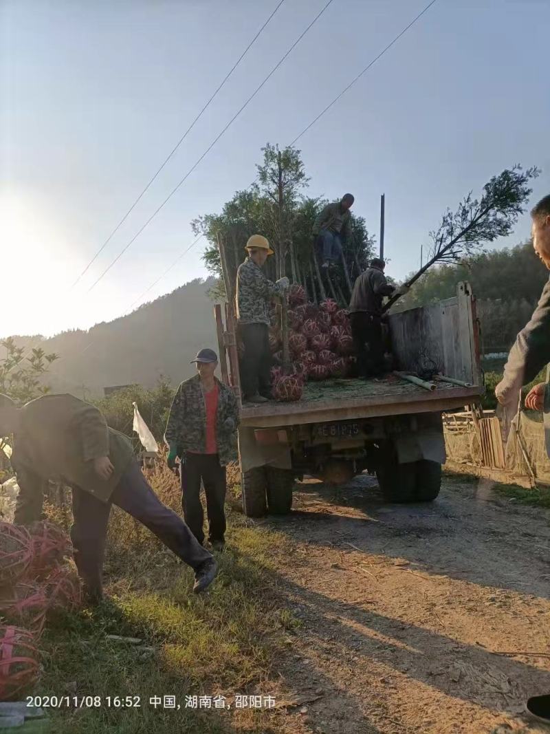 南方红豆杉5公分优质田栽苗，产地直发，大量出售
