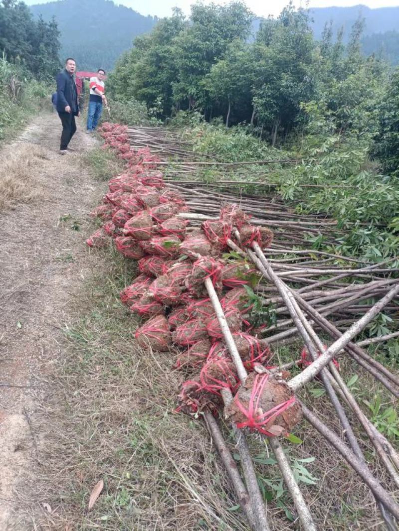 南方红豆杉5公分优质田栽苗，产地直发，大量出售