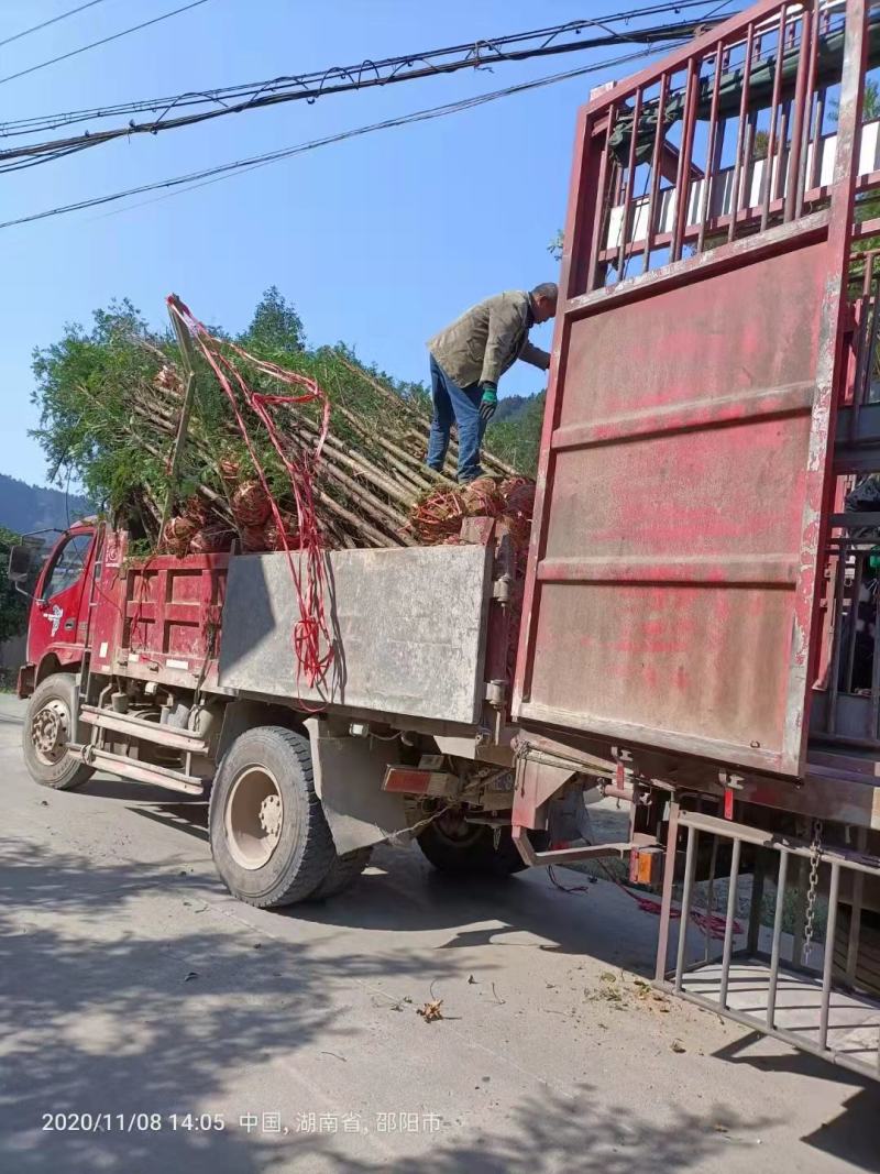 南方红豆杉5公分优质田栽苗，产地直发，大量出售