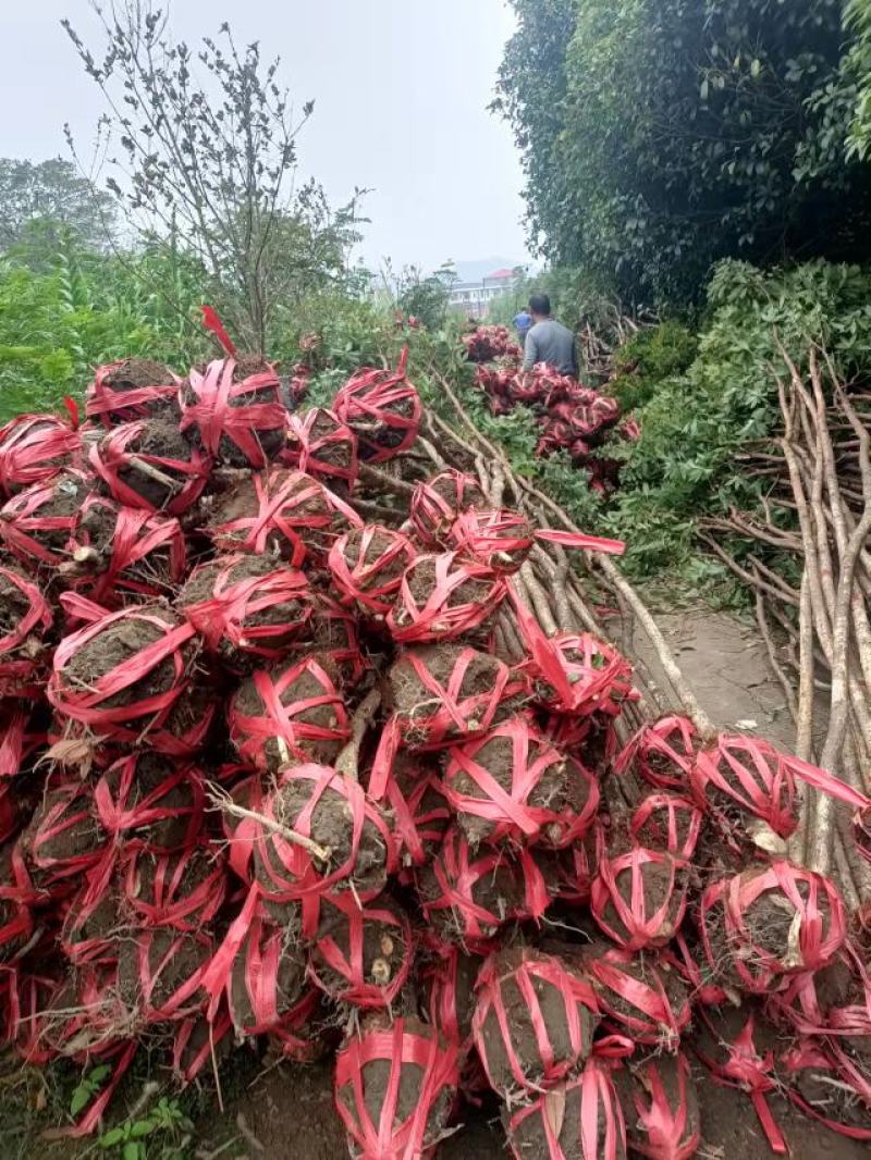 南方红豆杉5公分优质田栽苗，产地直发，大量出售