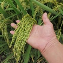 大粒香稻玉晶91旱稻种子品质特优批发量大包成活