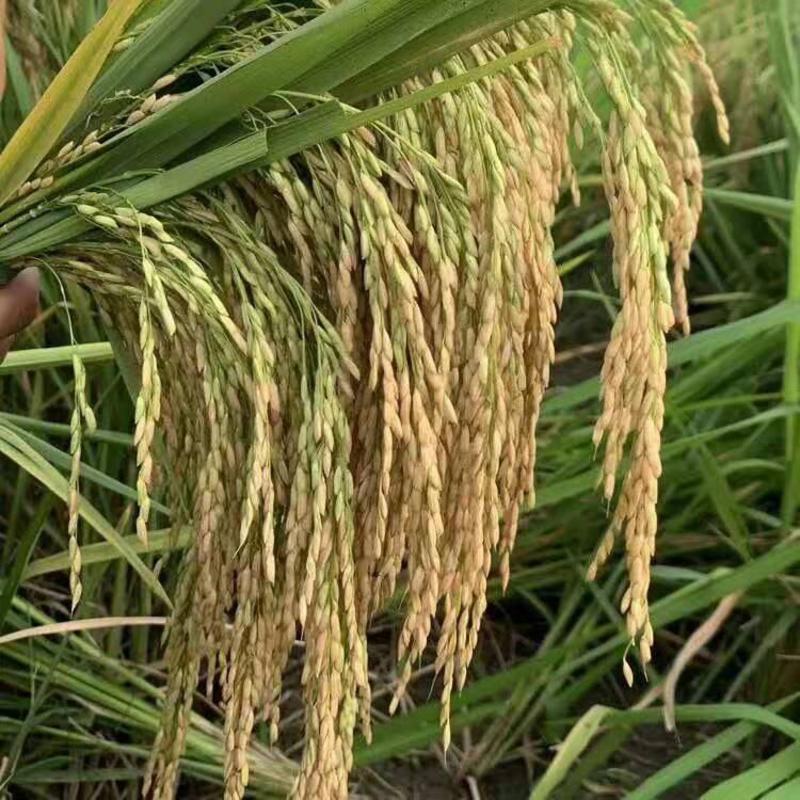 大粒香稻玉晶91旱稻种子品质特优批发量大优惠包成活