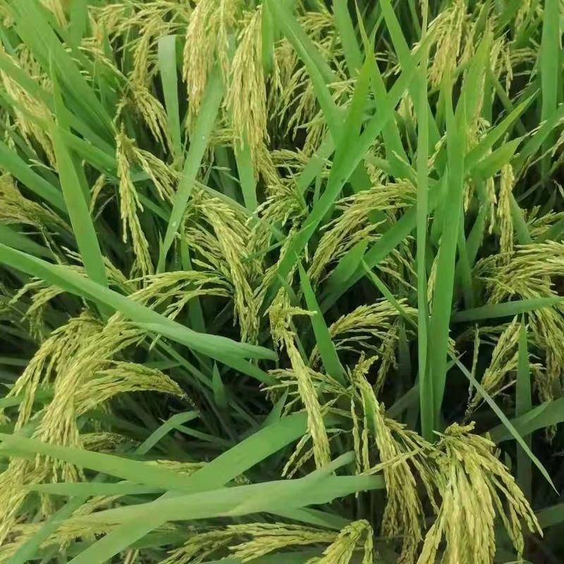 大粒香稻玉晶91旱稻种子品质特优批发量大优惠包成活
