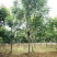 栾树1到30公分基地直供免费技术指导指树挖树