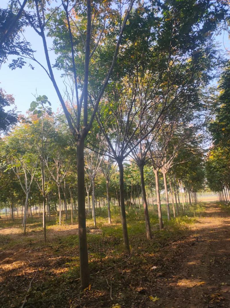 栾树1到30公分基地直供免费技术指导指树挖树