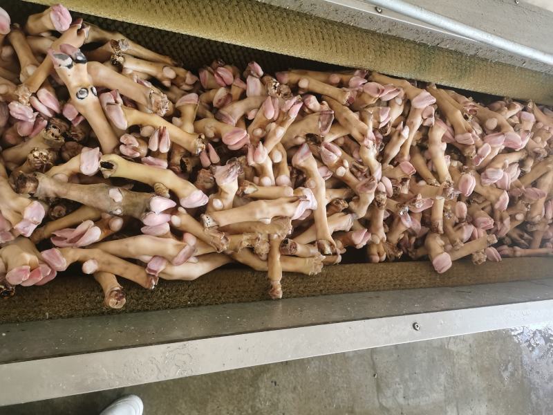 羊蹄