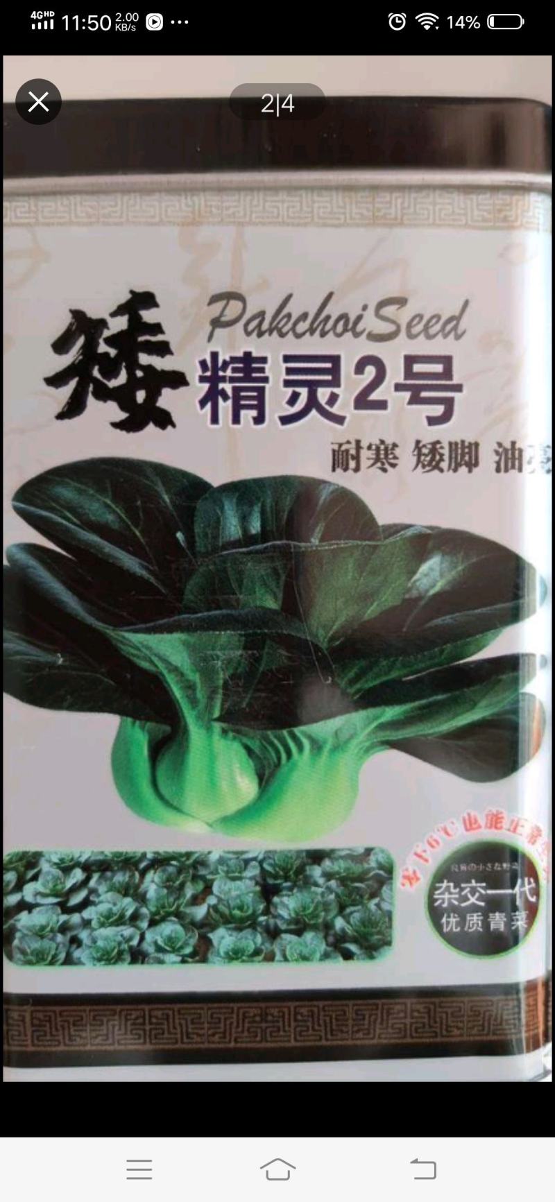 矮精灵2号种子，零下6度怎能快速生长耐寒，矮脚