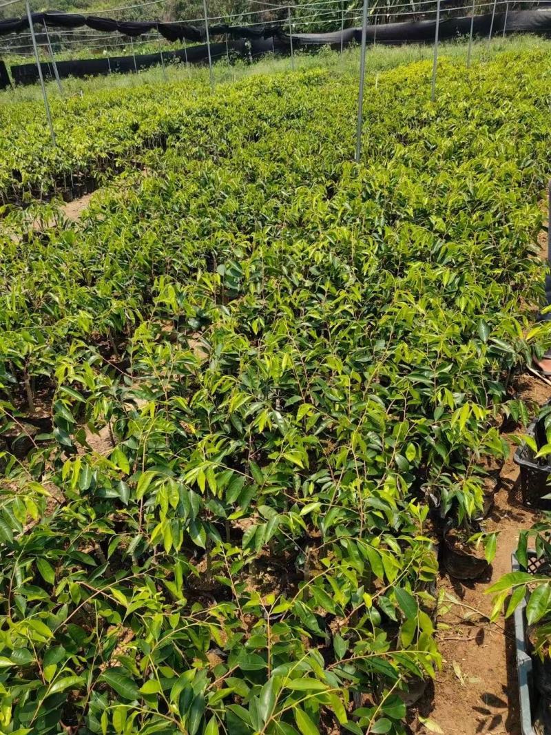 沉香茶白木香叶奇楠沉香茶产地直销一手货源50斤/件