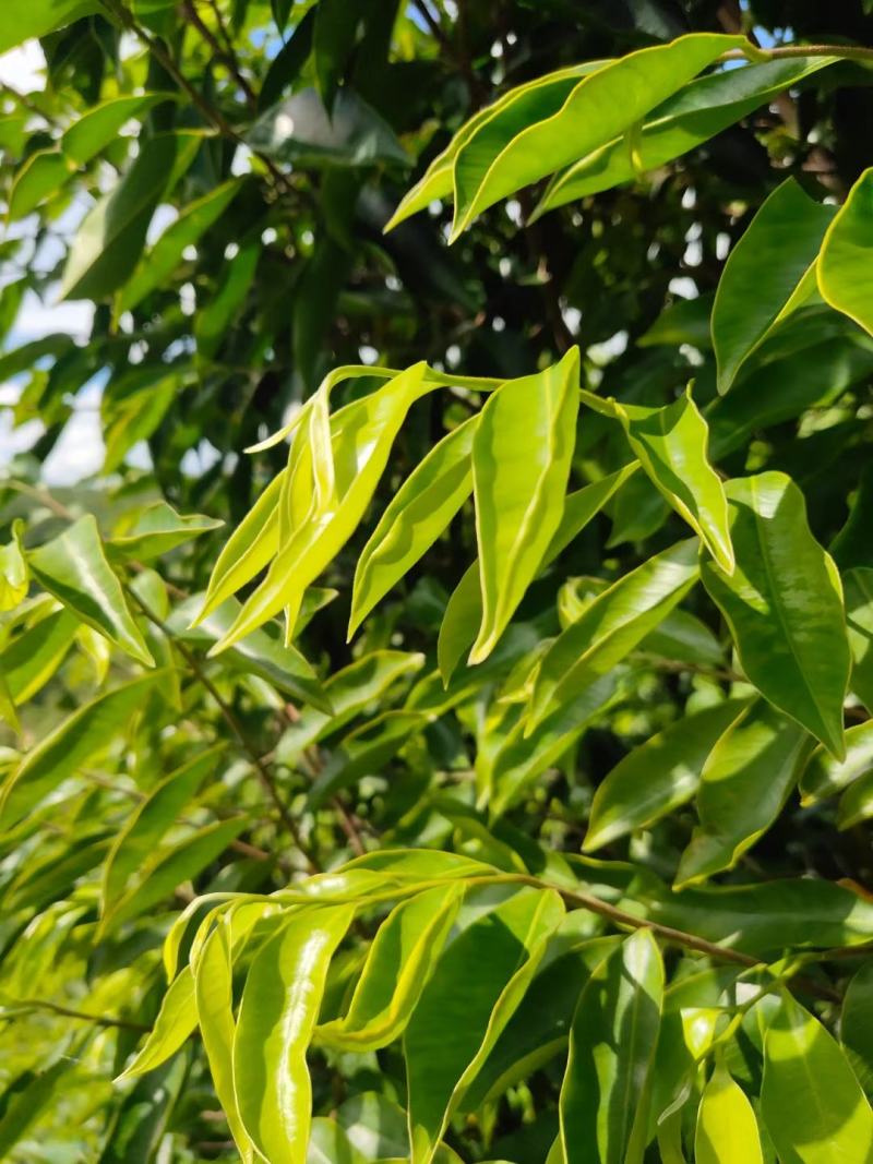 沉香茶白木香叶奇楠沉香茶产地直销一手货源50斤/件