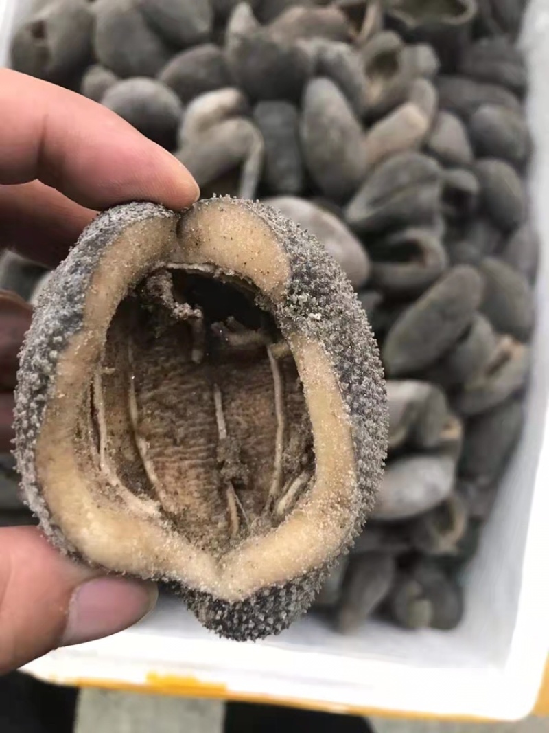 越南珍珠球参足干肉厚纯淡干适合日常食用性价比高