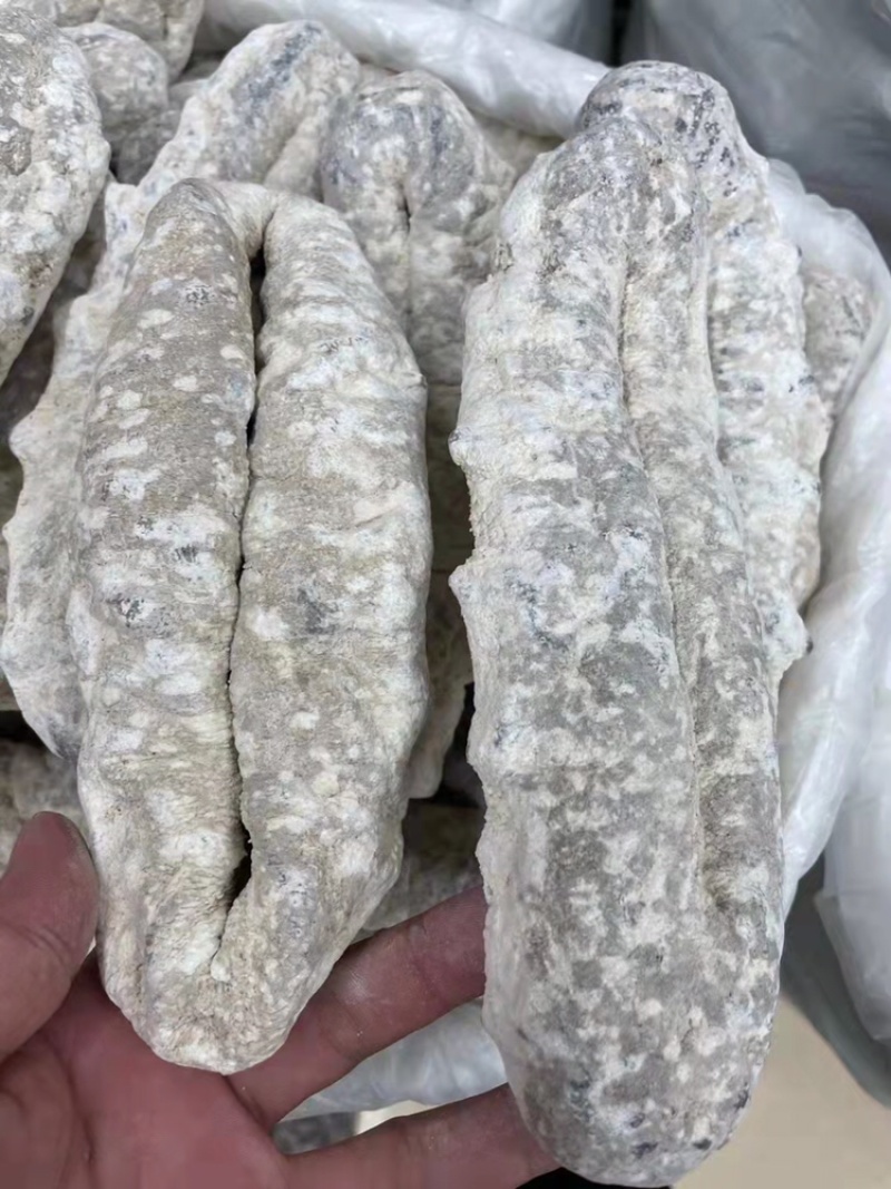 海参猪婆参干度好泡发率超级高适合家庭日常食用