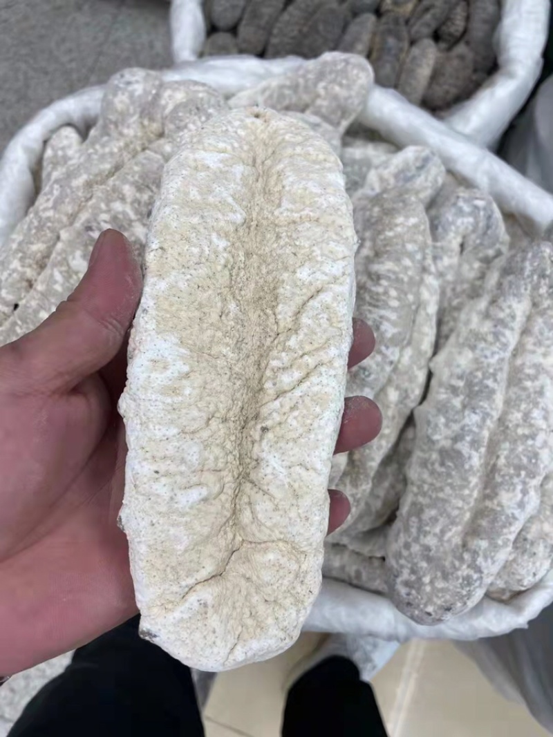 海参猪婆参干度好泡发率超级高适合家庭日常食用