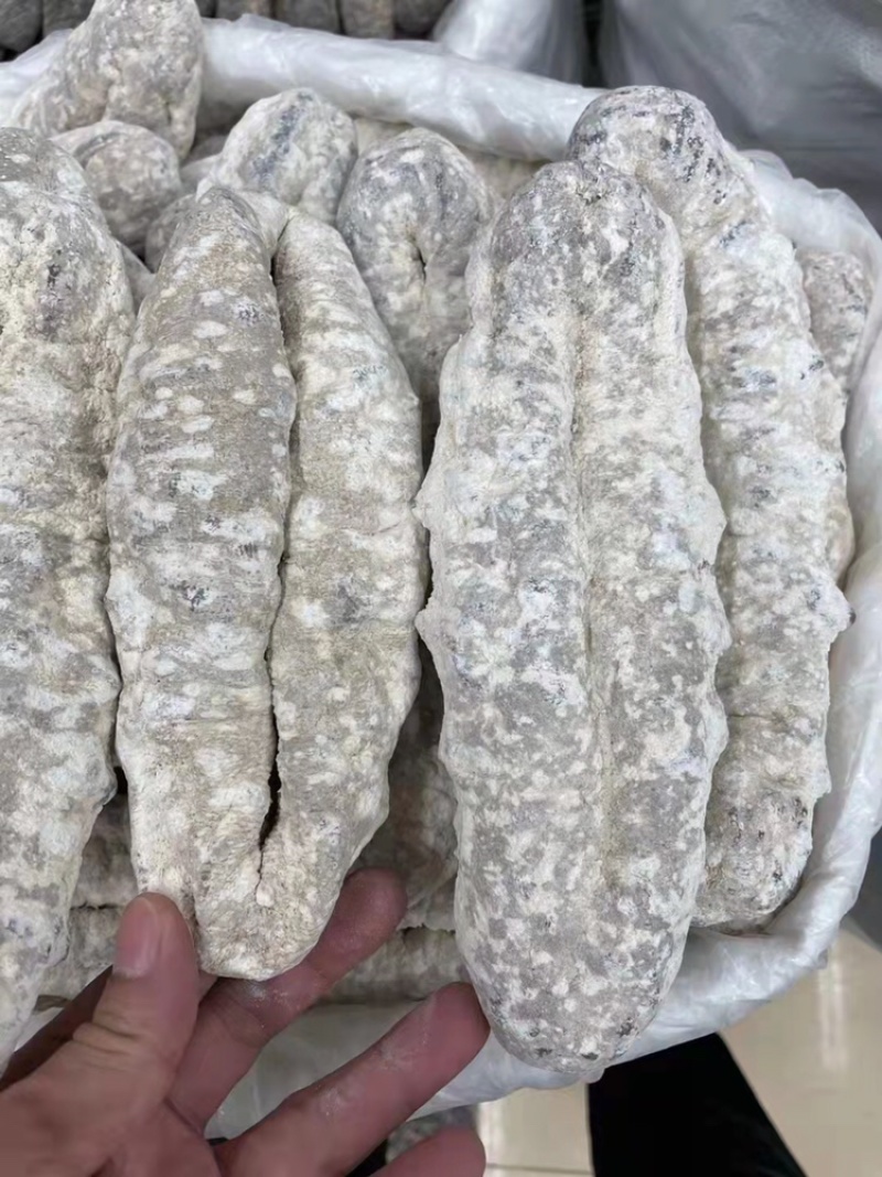 海参猪婆参干度好泡发率超级高适合家庭日常食用