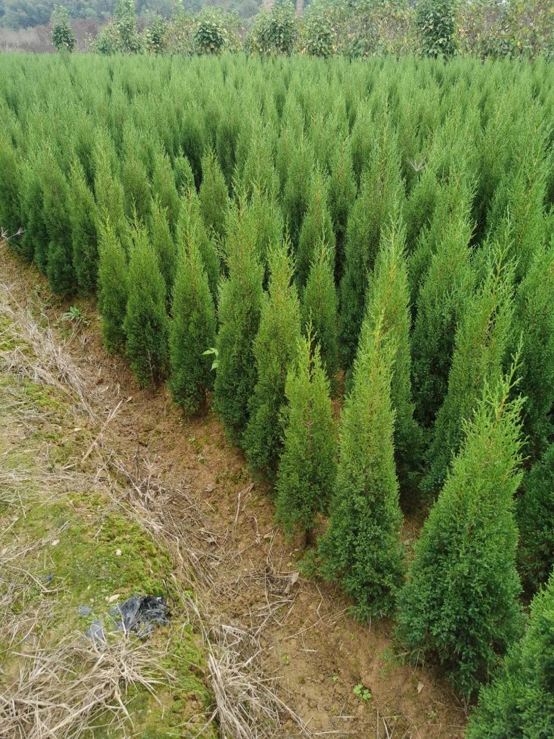 湖南长沙塔柏墓地松扫墓清明塔柏大量供应