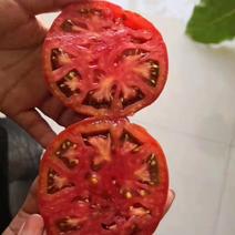 普罗旺斯西红柿苗口感番茄苗根系发达易成活