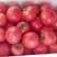 普罗旺斯西红柿苗口感番茄苗根系发达易成活