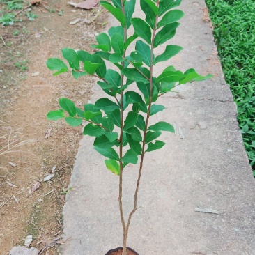 小叶紫薇木树苗绿化工程树苗大树苗种植树苗家庭院子种植树苗