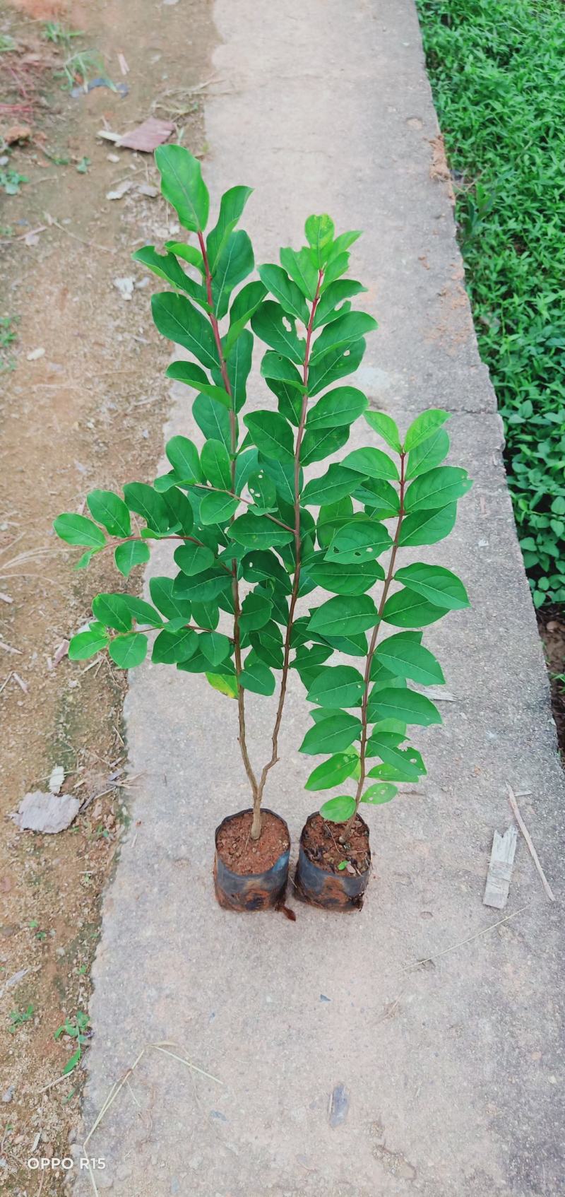 小叶紫薇木树苗绿化工程树苗大树苗种植树苗家庭院子种植树苗