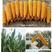 大田高产杂交玉米种子耐高温耐瘠质优粮饲兼用玉米种子
