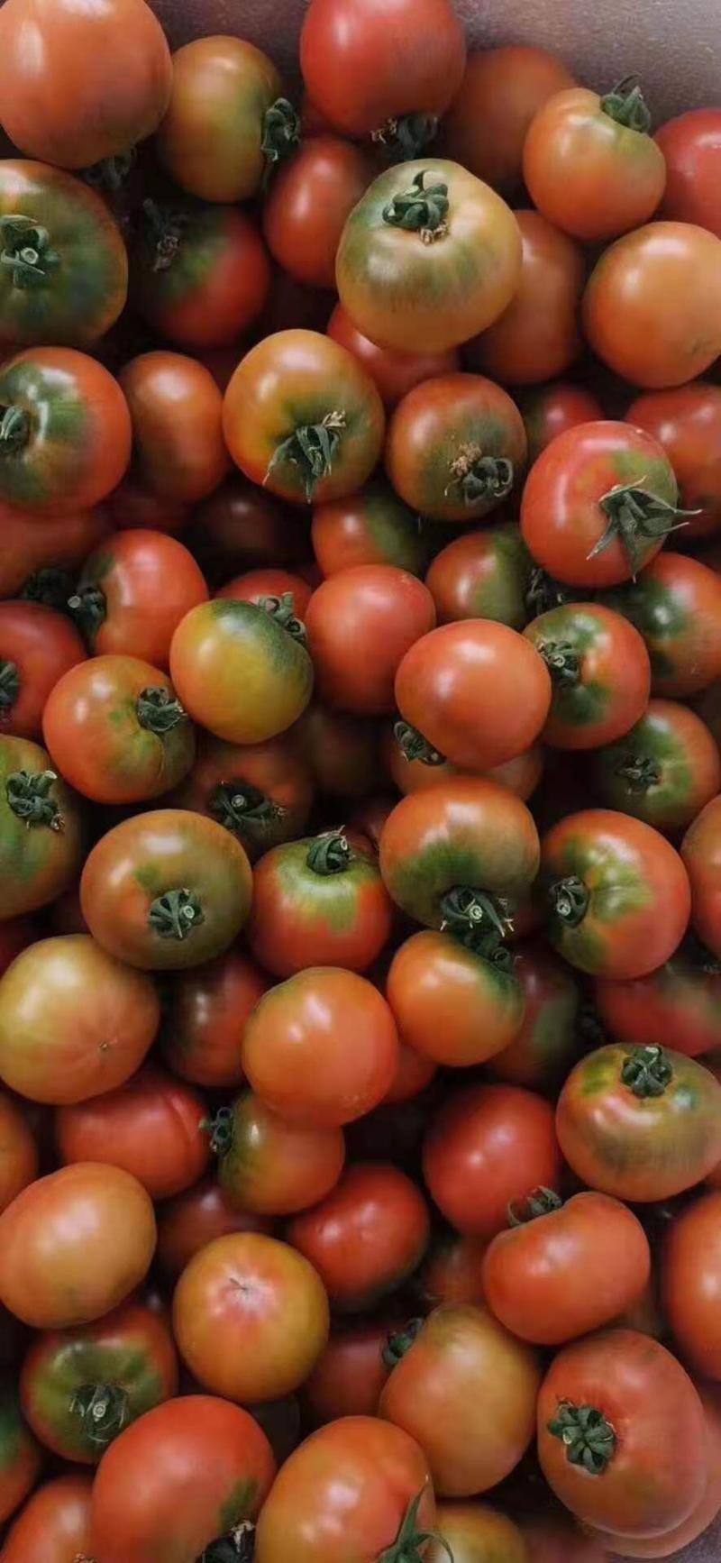 草莓西红柿苗带绿肩抗病性好口感好草莓番茄苗
