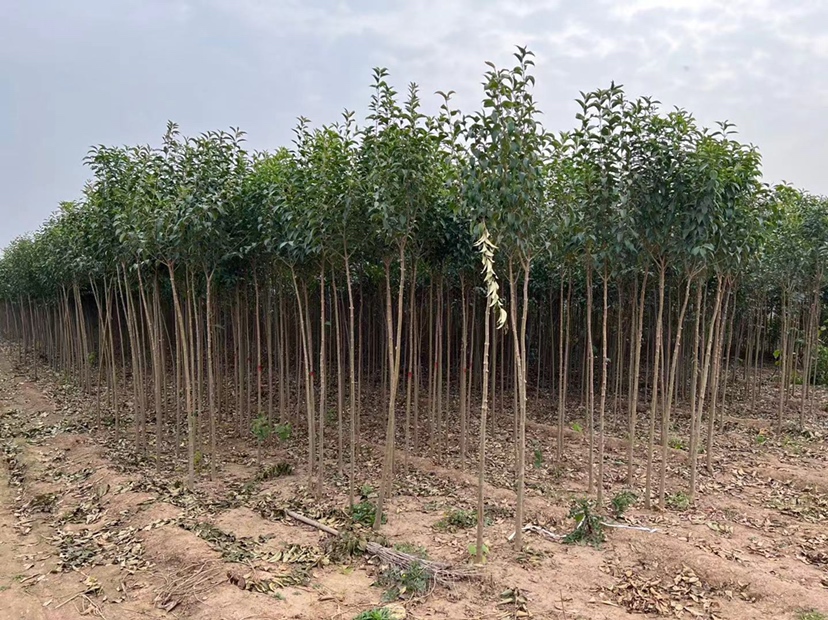 大叶女贞栽植后养护管理示意图