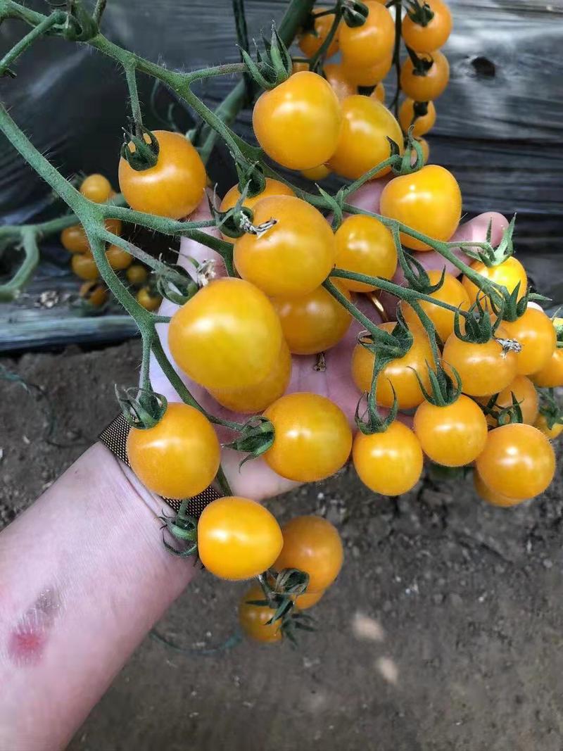 小西红柿苗黄色小番茄苗口感好产量高易成活