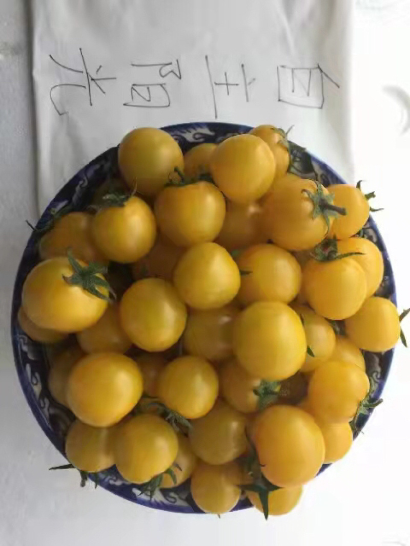 黄色小西红柿苗越冬小番茄苗抗病性好商品性好