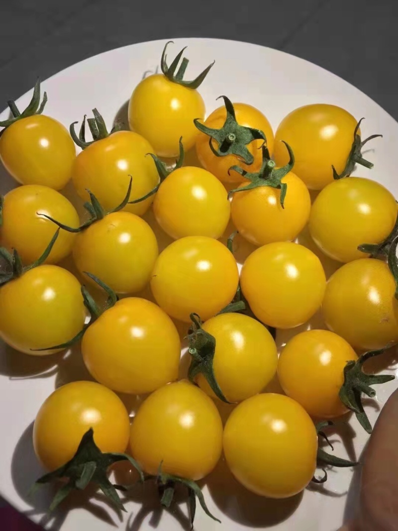 黄色小西红柿苗越冬小番茄苗抗病性好商品性好