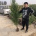 侧柏侧柏基地柏树规格齐全现挖现发诚信经营欢迎
