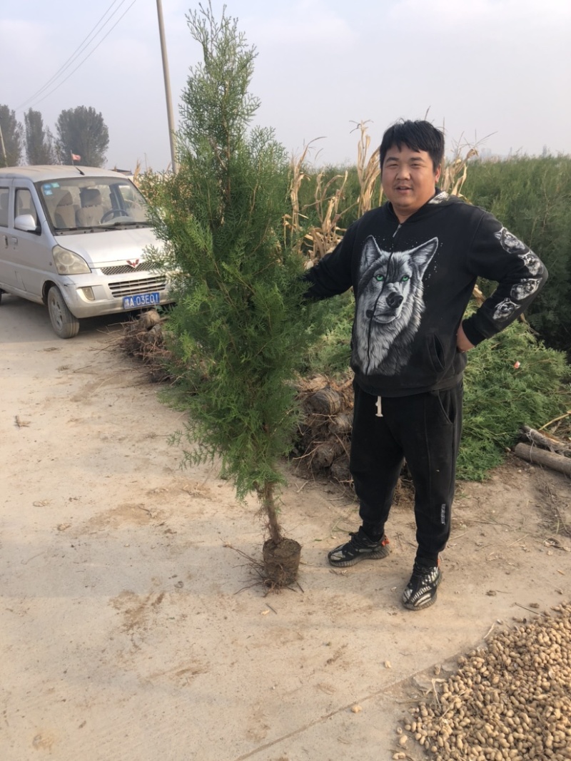 侧柏侧柏基地柏树规格齐全现挖现发诚信经营欢迎