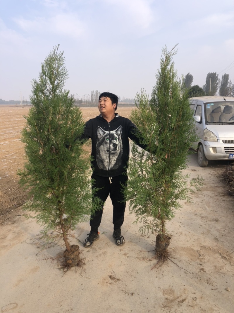 侧柏侧柏基地柏树规格齐全现挖现发诚信经营欢迎