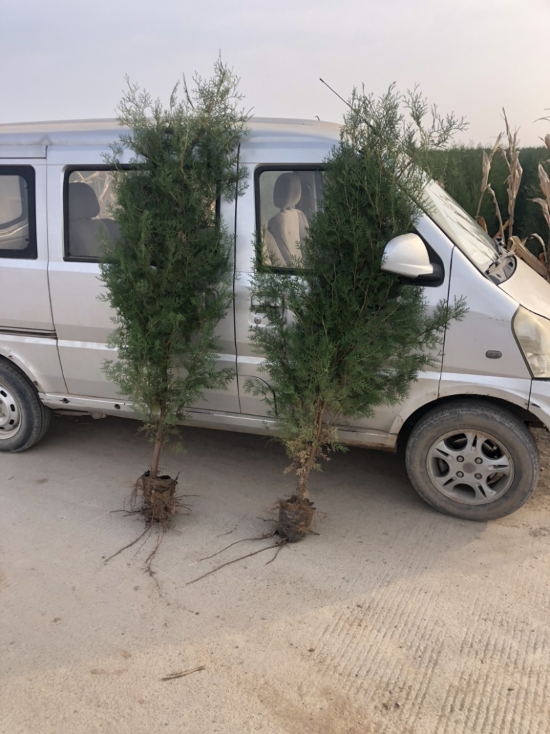 侧柏侧柏基地柏树规格齐全现挖现发诚信经营欢迎