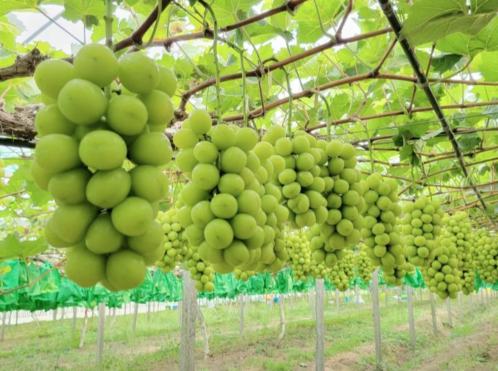 一个精美的红色节日礼盒打开,内含两串包装完好的阳光玫瑰葡萄,搭配金色丝带和贺卡,背景为雪景窗台,营造出冬季送礼的温馨氛围,突出阳光玫瑰在节庆市场的高端定位 冬季水果礼盒中的阳光玫瑰