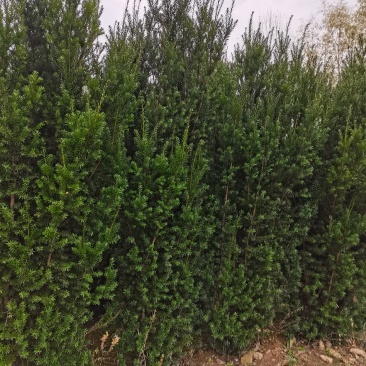 【红豆杉】红豆杉苗木，苗圃货源，稳定发货，可视频看货