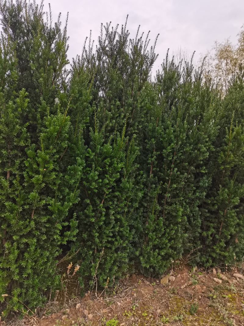 【红豆杉】红豆杉苗木，苗圃货源，稳定发货，可视频看货