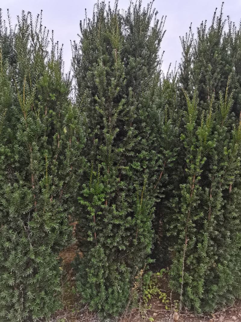 【红豆杉】红豆杉苗木，苗圃货源，稳定发货，可视频看货