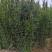 【红豆杉】红豆杉苗木，苗圃货源，稳定发货，可视频看货