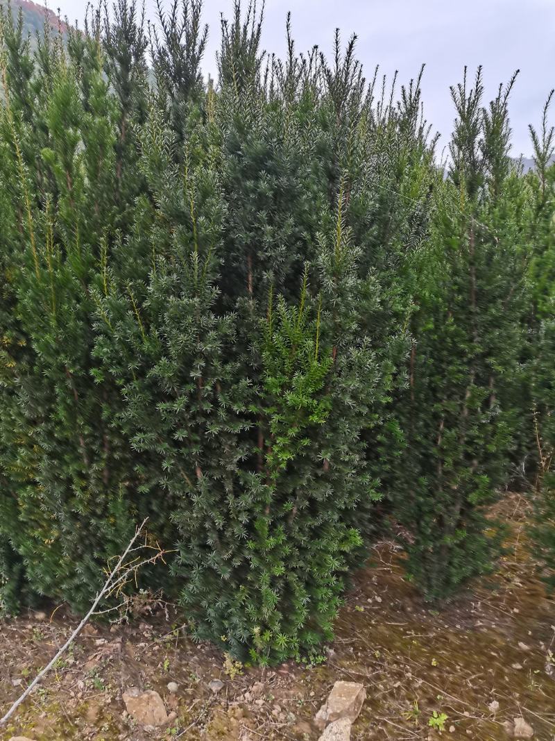 【红豆杉】红豆杉苗木，苗圃货源，稳定发货，可视频看货