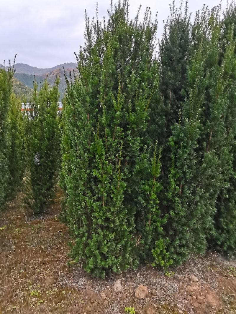【红豆杉】红豆杉苗木，苗圃货源，稳定发货，可视频看货