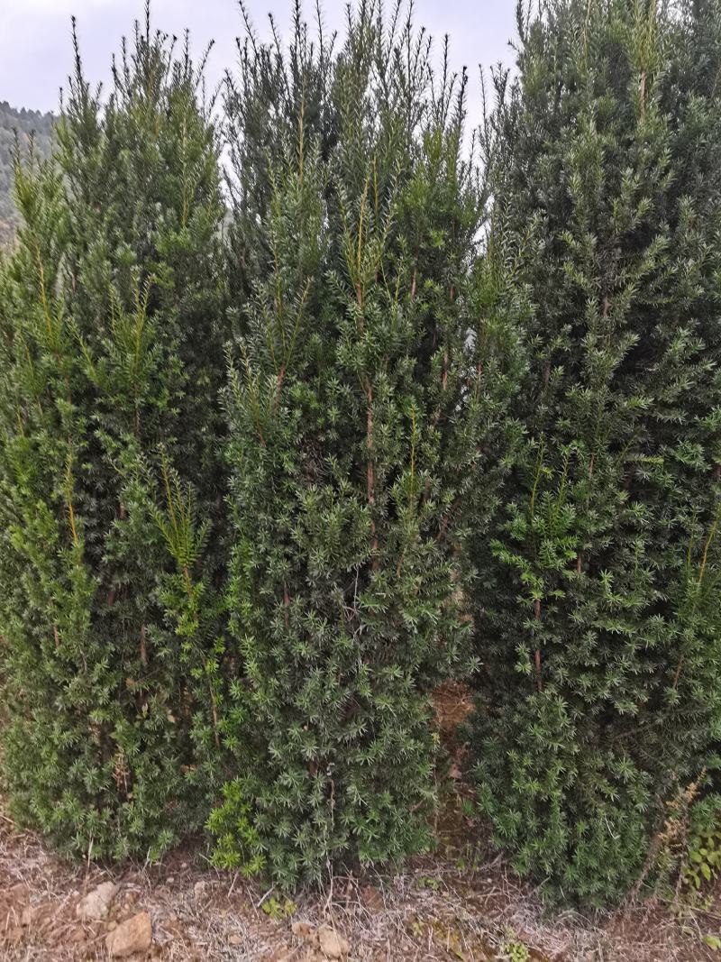 【红豆杉】红豆杉苗木，苗圃货源，稳定发货，可视频看货