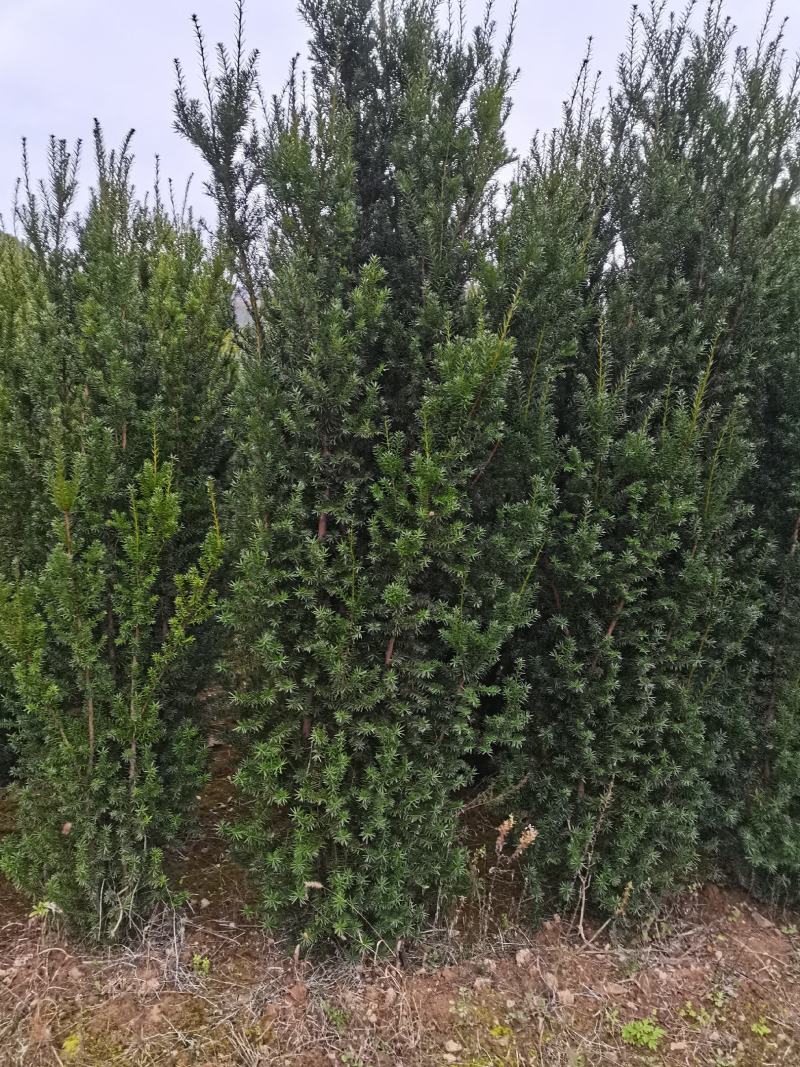 【红豆杉】红豆杉苗木，苗圃货源，稳定发货，可视频看货