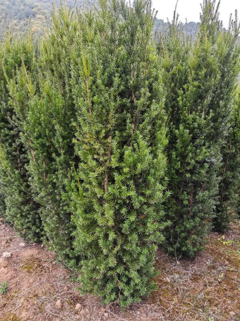 【红豆杉】红豆杉苗木，苗圃货源，稳定发货，可视频看货