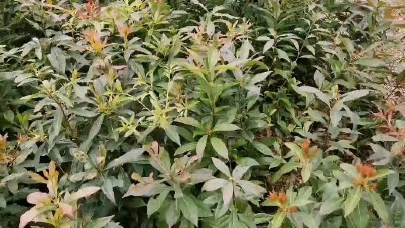 木荷绿化苗木规格大小齐全苗木基地直发价格便宜