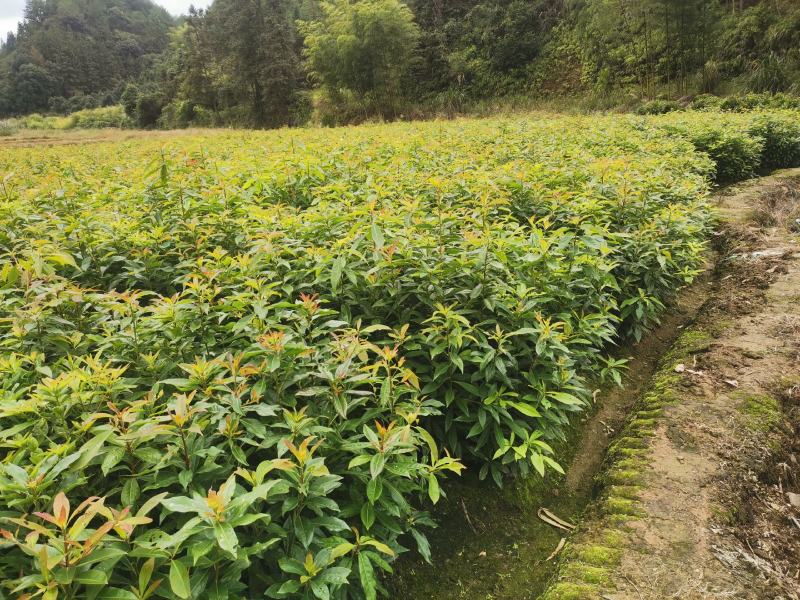 木荷绿化苗木规格大小齐全苗木基地直发价格便宜
