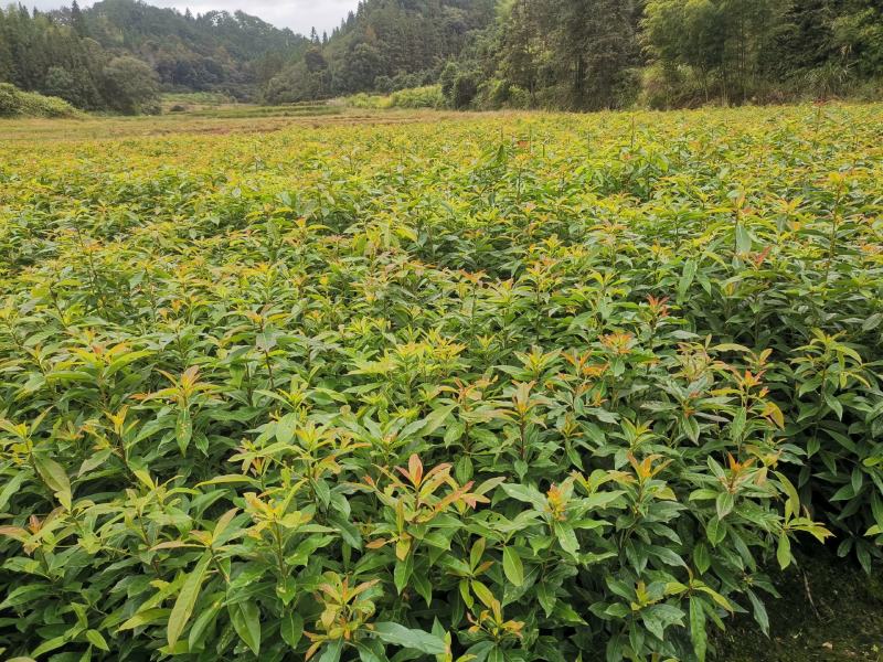 木荷绿化苗木规格大小齐全苗木基地直发价格便宜
