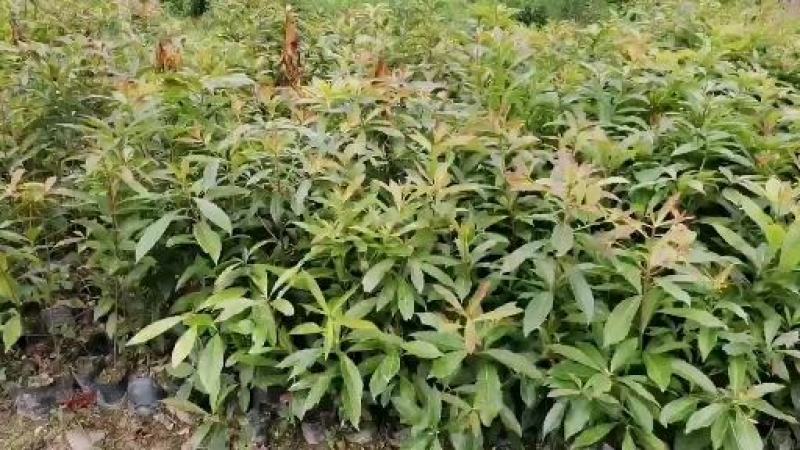 木荷绿化苗木规格大小齐全苗木基地直发价格便宜